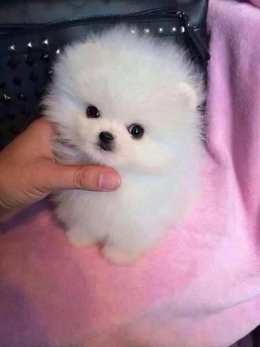 纯种白博美幼犬茶杯犬小型可爱迷你长不大活体俊介犬宠物真小狗狗