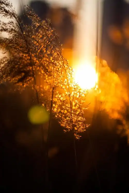 冬季的落日里的时刻总是弥足珍贵~ 风光 风光 静物 逆光 芦苇 1d3