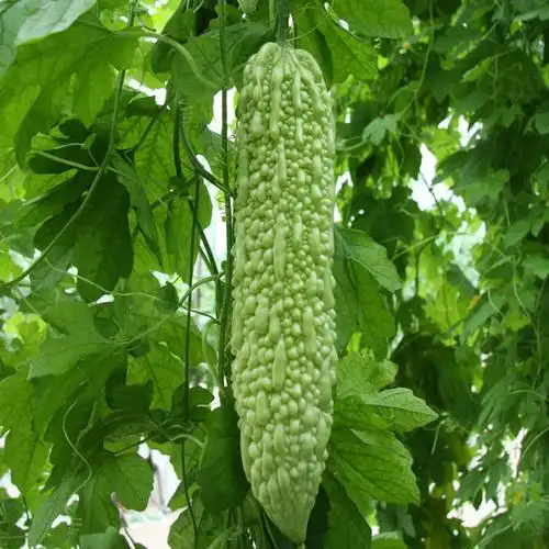 盆栽庭院种子砍瓜蛇瓜小黄瓜苦瓜丝瓜果实类蔬菜种子爬藤结果菜种