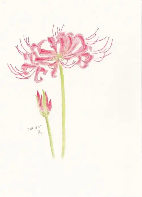 彩铅-彼岸花.悲伤的回忆.