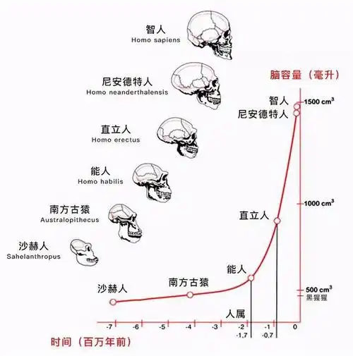 人类进化的六个阶段图,人类进化有几个阶段(地球上至少还有6种人类)