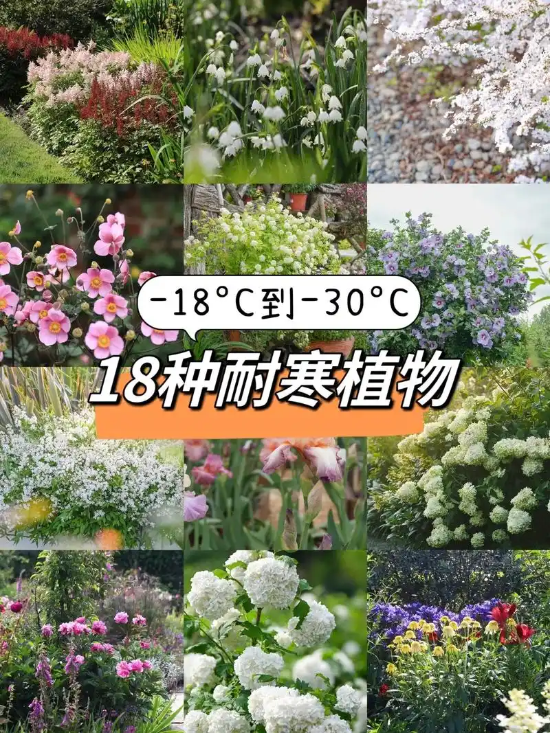 18种耐寒植物盘点,-18度到-30度.成都冬季最低温在零下 - 抖音