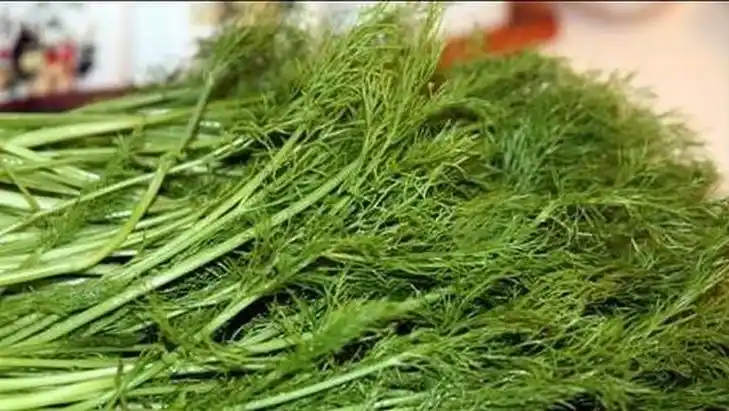 糖尿病能不能吃茴香