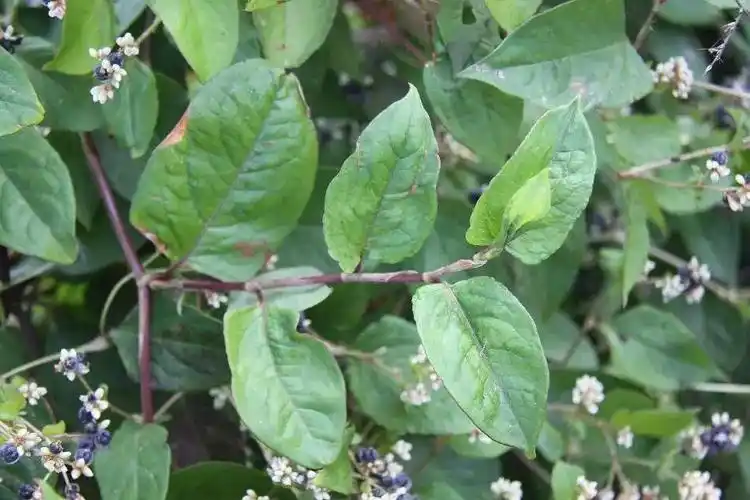 在云南火炭母草主要是作为一种调味植物来使用,几乎每家人都有种植的.