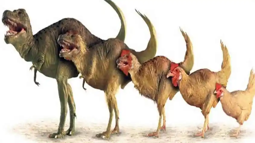 中国发现了一只活恐龙,真相很搞笑(文末有视频)_朝夕网