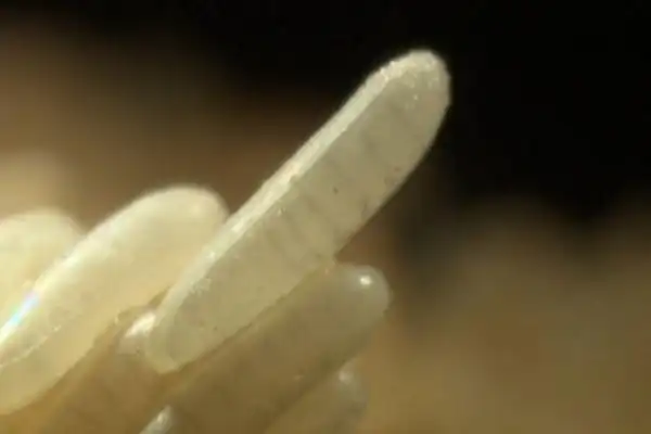 如何找到家里的苍蝇卵苍蝇会在什么地方产卵