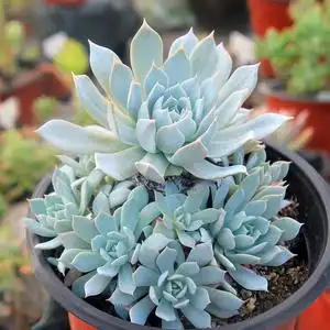 【绿手指出品】薄叶蓝鸟 多肉植物 一物一拍 群生老桩 满24元包邮