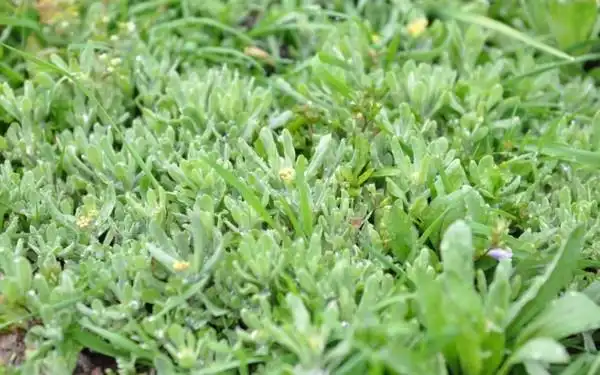 田野边,到处都有野菜的身影 正是挖野菜的好时节 小竹笋,蕨菜,马兰头
