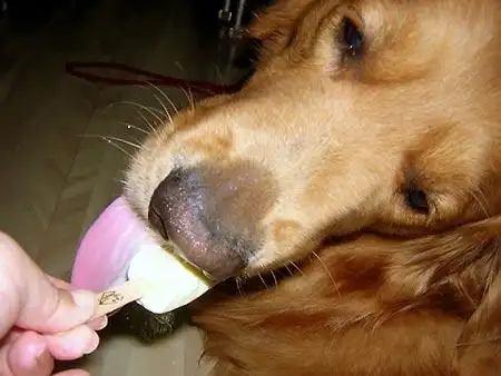 组图:金毛亨利酷爱吃雪糕(7)