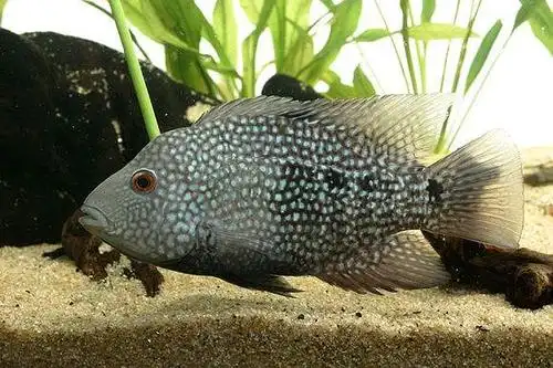 德州豹鱼图片 观赏鱼德州豹鱼图片