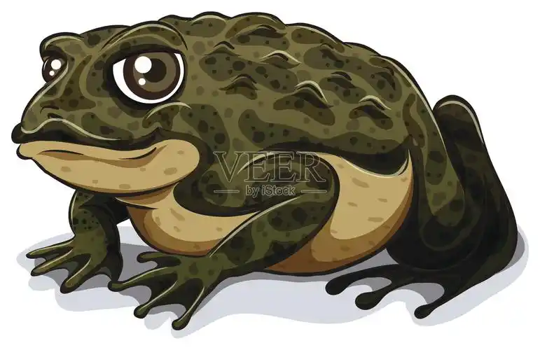 卡通形象的蟾蜍在一个白色的背景插画图片素材