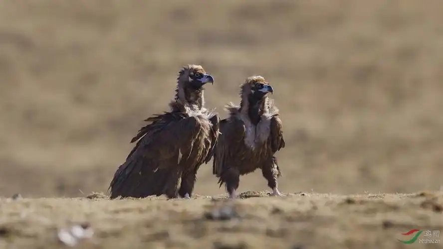 披着皮大氅的伉俪