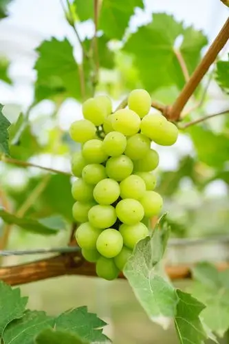 阳光玫瑰葡萄