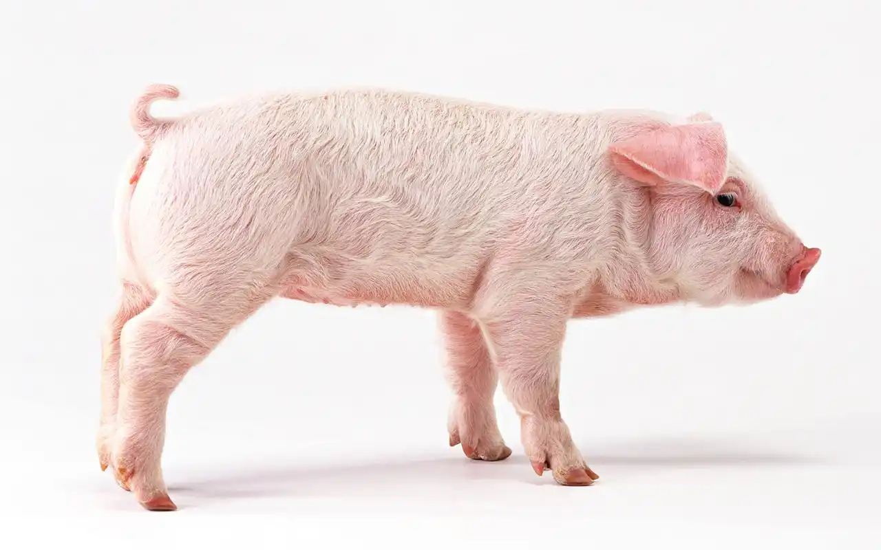 侧面的小猪明星图片