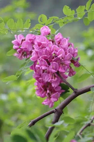 秦岭山中的槐花依旧红