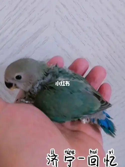 牡丹鹦鹉绿银顶半毛幼鸟