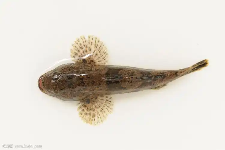 塘鳢鱼科鱼类约有16属30种.分布于沿海及各大江河的中下游.