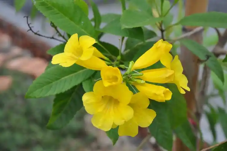 再一个紫葳科的植物–黄钟花