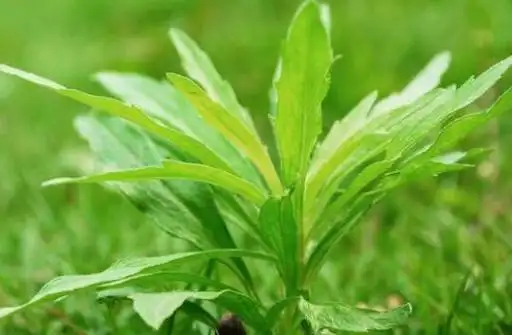狼尾巴蒿图片狼尾巴蒿的功效与作用