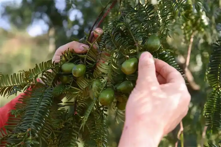 它们都需要很长时间的生长才能长出松子,同时需要人攀爬到高高的树上