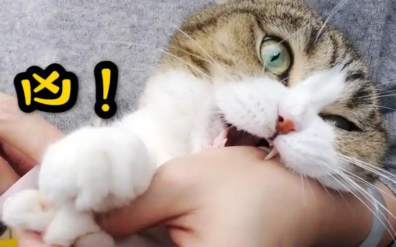 这只猫真是太凶残了,剪个指甲又吼又叫还想吃人!
