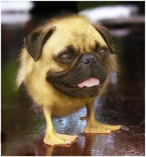 【晕倒】搞笑动物之恶搞动物图片,很经典,很给力.