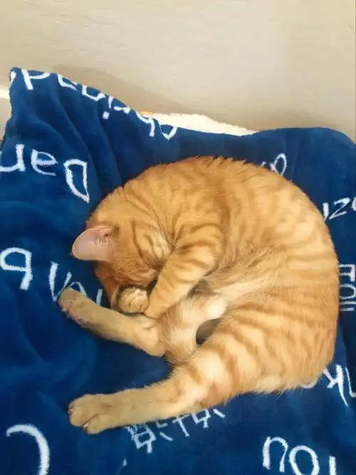 可可爱爱睡觉觉