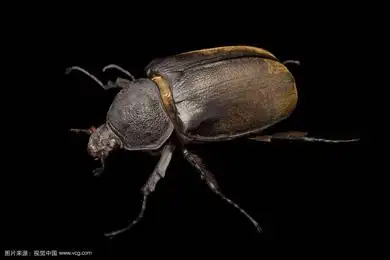 这是什么虫,衣服晾在外面收回来发现,衣服上好几只