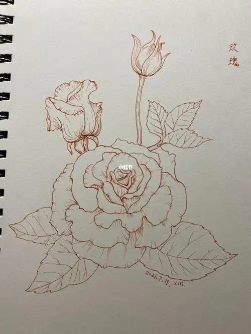玫瑰花画画玫瑰花画画教程