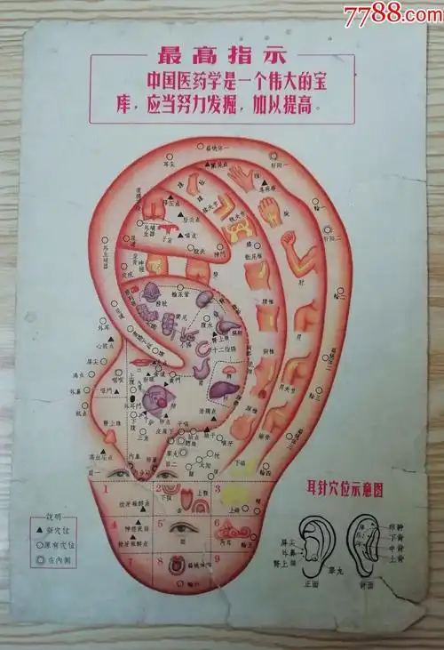 "最高指示"耳针穴位示意图