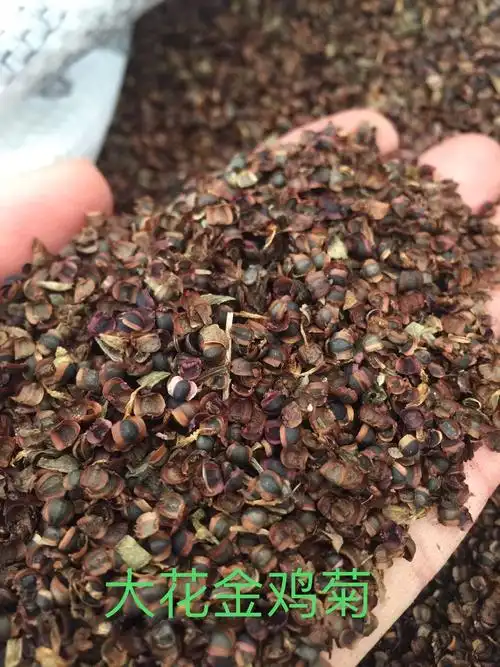 金鸡菊种子多少钱一斤(金鸡菊种子的种植方法和注意事项)