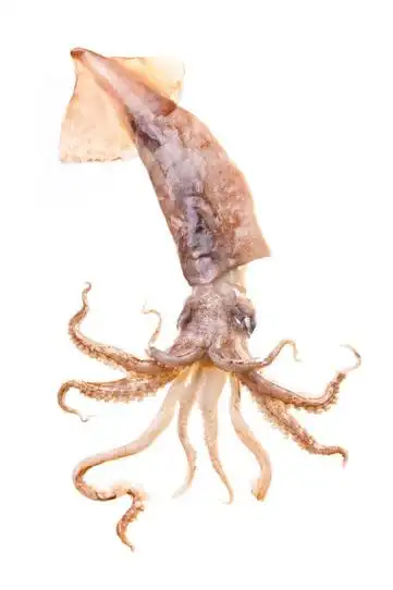 鱿鱼图片-鱿鱼素材图片大全-图司机