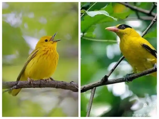 黄莺在枝头欢快的歌唱.