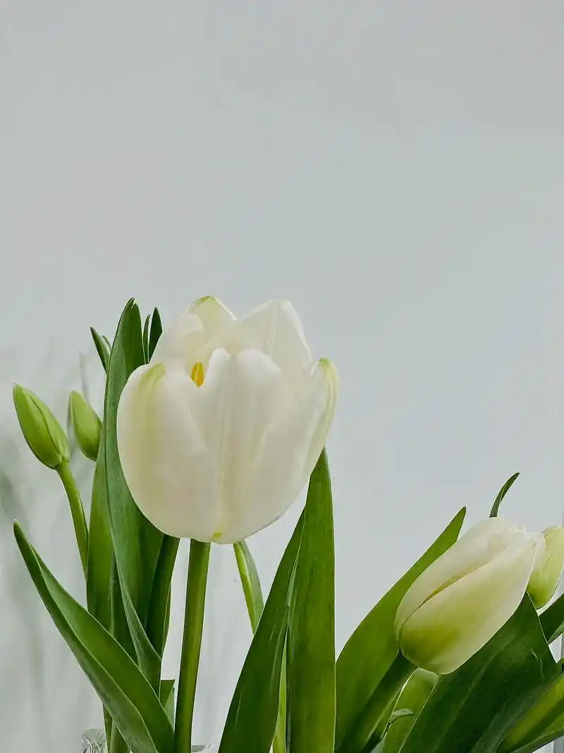 图文伙伴计划 送你一束郁金香白色郁金 - 抖音