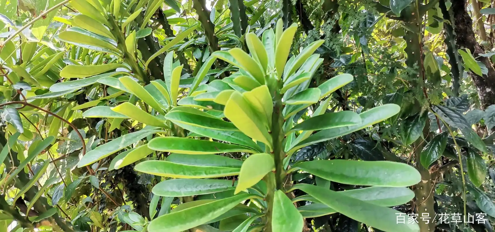 火殃勒又叫霸王鞭,龙骨刺等,大戟科大戟属的一种肉质灌木