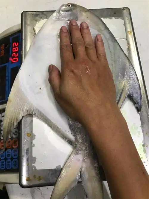 大白鲳鱼 大斗鲳鹰鲳 野生银鲳鱼鲜活平鱼大鲳大白仓昌鱼水产500g