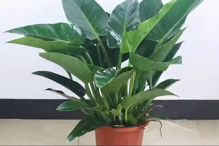 大叶金钻的养殖方法是什么,种植大叶金钻的妙招