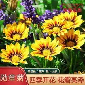 南非万寿菊种子蓝眼菊蓝目菊花籽耐寒四季播种景观绿化非洲菊种子