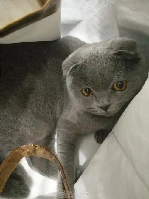 高颜值苏格兰折耳成年蓝猫转售
