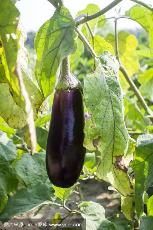 茄子,茄子库存照片