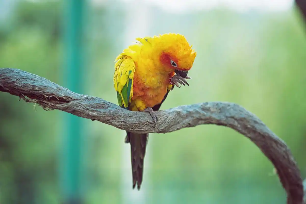 金黄锥尾鹦鹉是一种色彩鲜艳,形态优雅的鸟类,以其独特的金黄色羽毛和