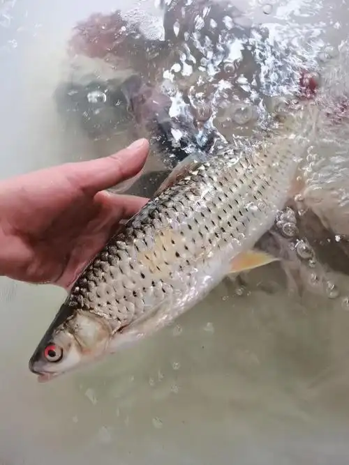 说一说红眼睛的赤眼鳟