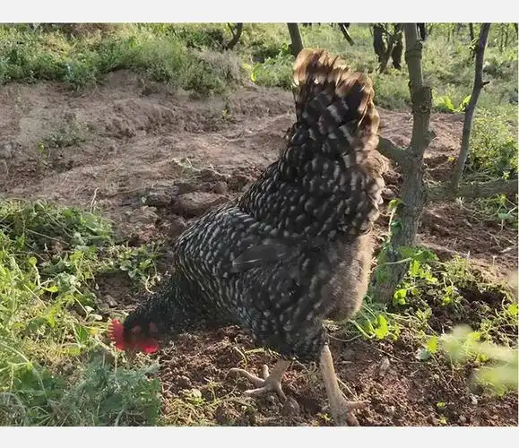 纯种汶上芦花鸡活苗半大小鸡公鸡下蛋鸡活鸡包活到家土鸡五黑绿壳