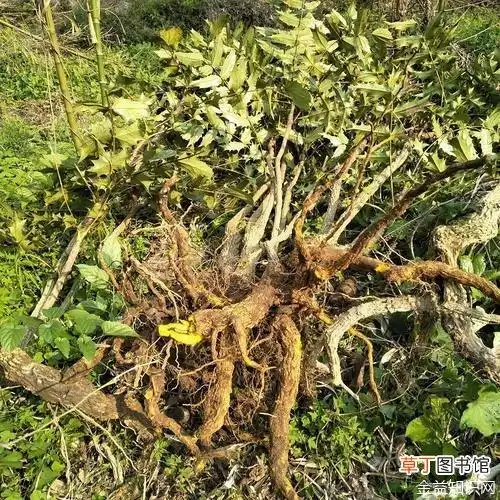 刺黄连的功效与作用