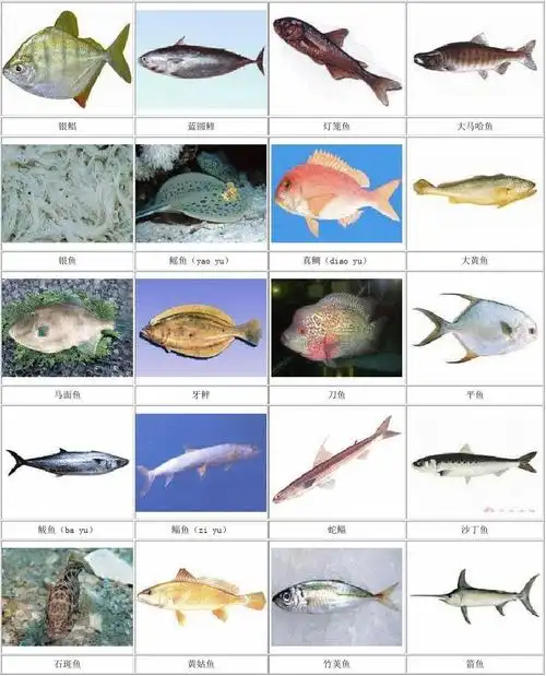 常见海鱼识图