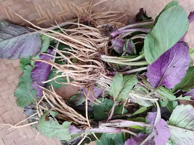 青菜三七贵州野生草药500g中药材七天红土生货其他药食同源食品