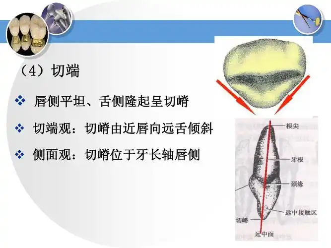 口腔医学生可以看看 (4)切端   唇侧平坦,舌侧隆起呈切嵴   切端观:切