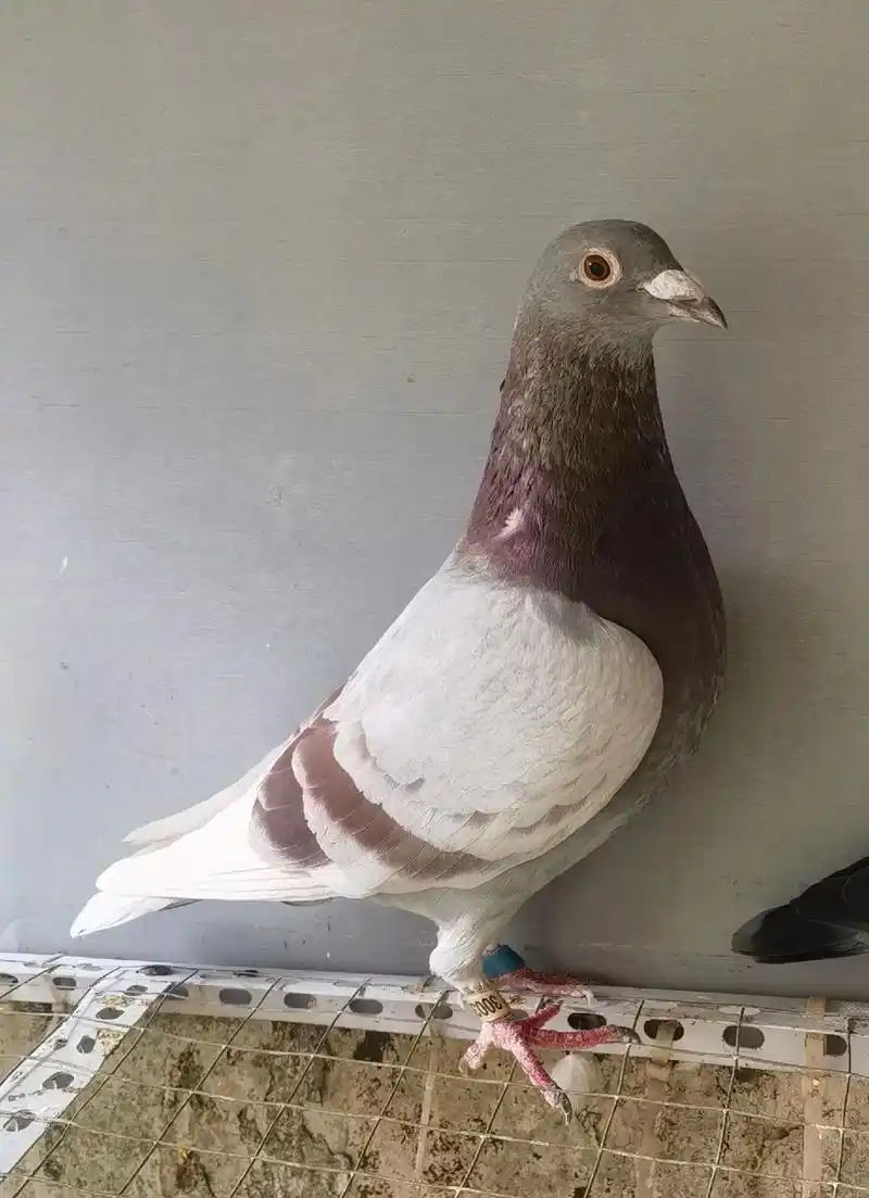 精选2022年詹森红狐种鸽