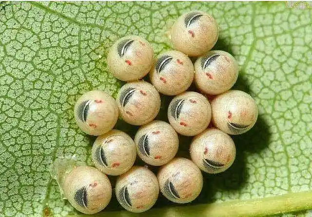 臭屁虫的幼卵