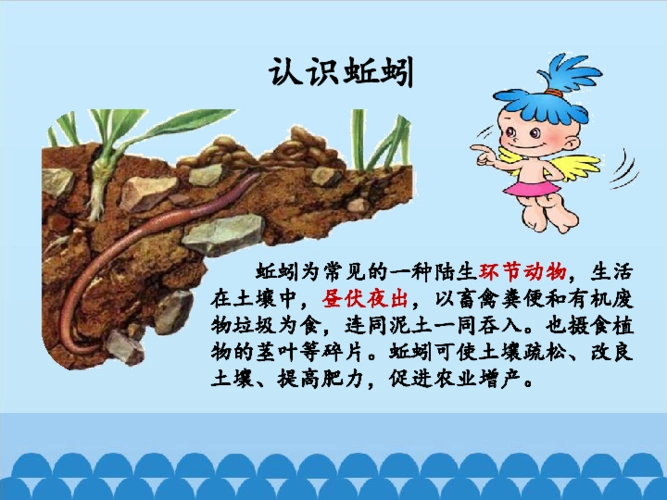 六年级上册科学课件蚯蚓找家青岛版六年制共17张ppt